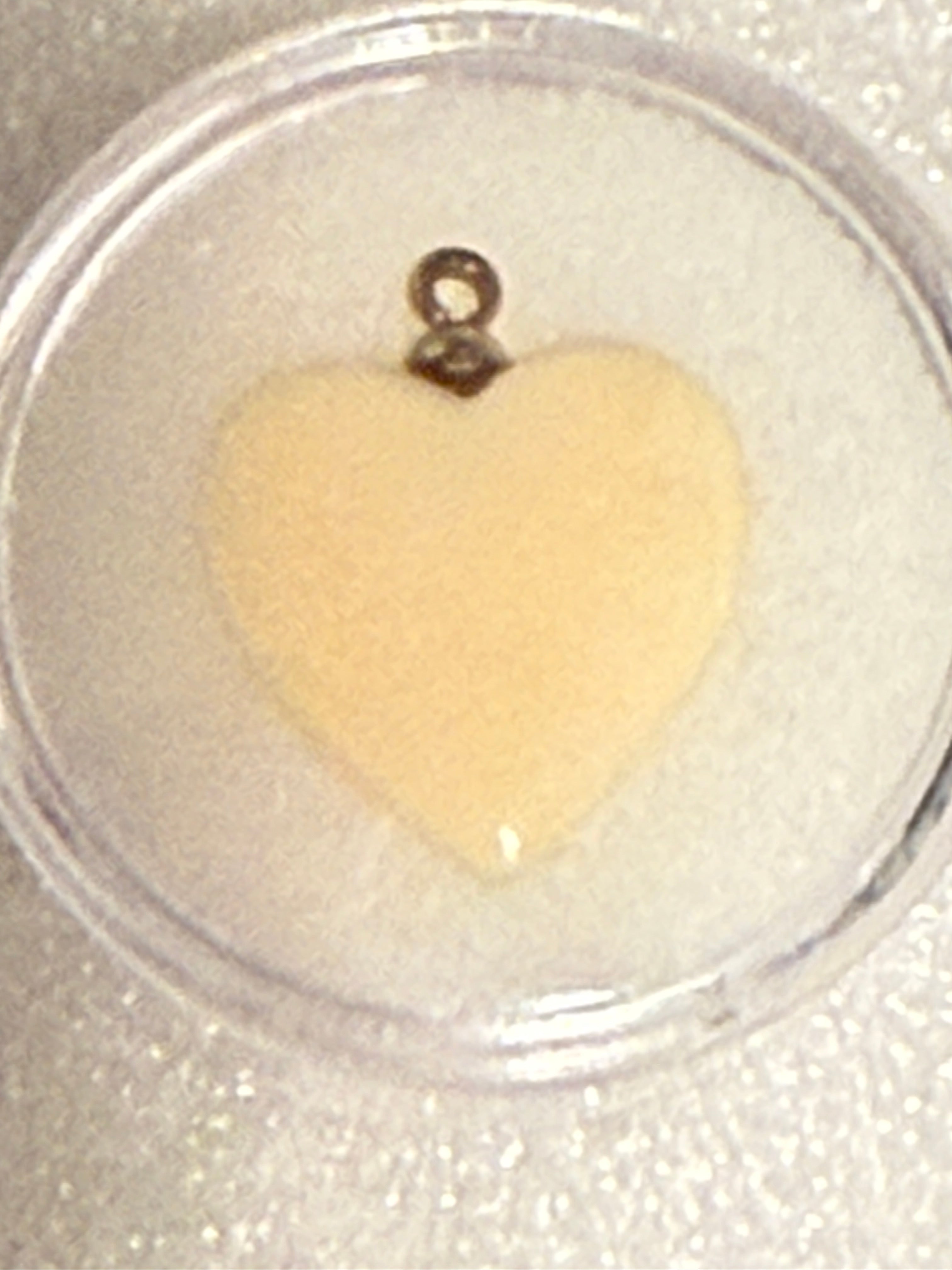 Heart Shell Pendant